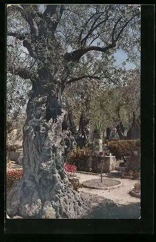 AK Gethsemane, Alter Olivenbaum