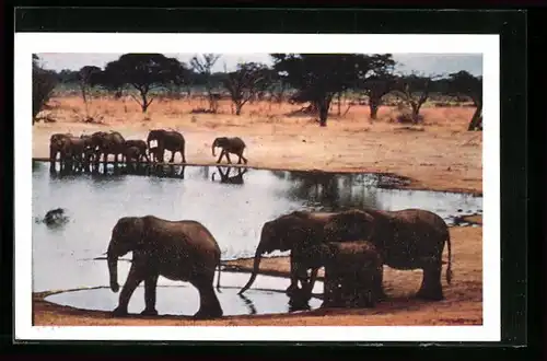 AK Elefanten am Wasserloch bei Sonnenuntergang