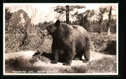 AK Yosemite National Park, Park-Bear