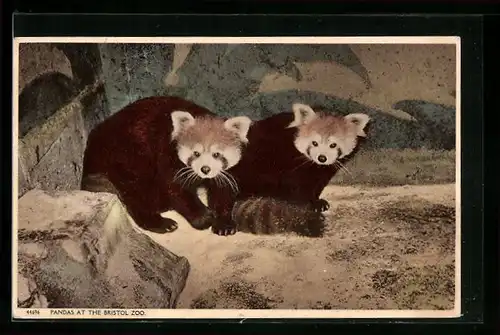 AK Bristol, Zwei Pandas im Zoo