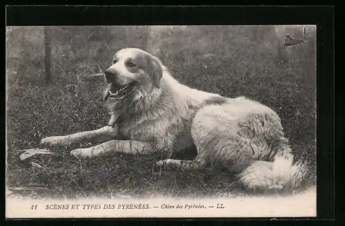 AK Chien des Pyrénées, ruhender Pyrenäenberghund