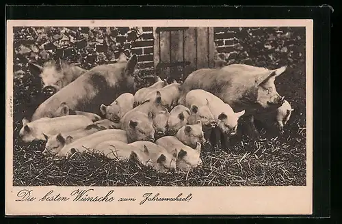 AK Schweine und Ferkel im Stroh, Neujahrsgruss