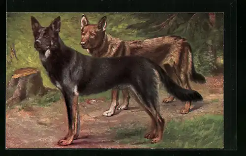 AK Zwei Schäferhunde auf einer Waldlichtung