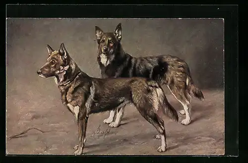 AK Zwei Schäferhunde mit wachem Blick
