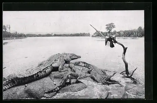 AK Amerikanische Krokodile an einem See