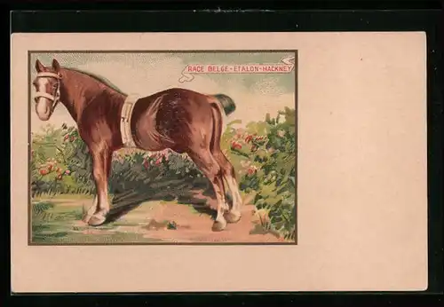 Lithographie Pferd der Rasse Belge-Etalon-Hackney