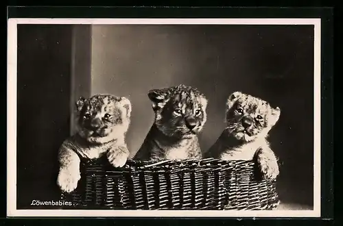 AK Halle, Drei Löwenbabies in einem Korb, Zoo