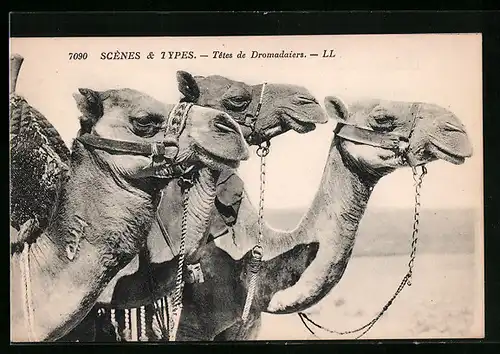 AK Drei Dromedare in der Sonne