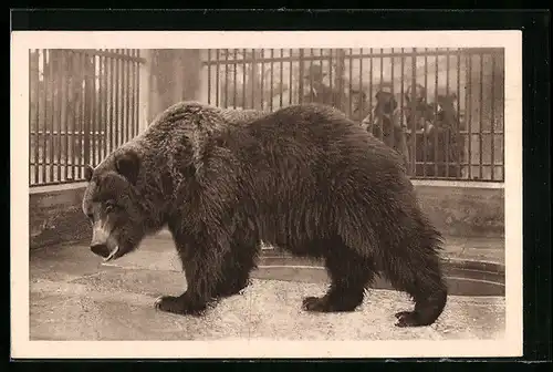 AK Wien-Schönbrunn, Grizzlybär hinter Gittern im Tiergarten