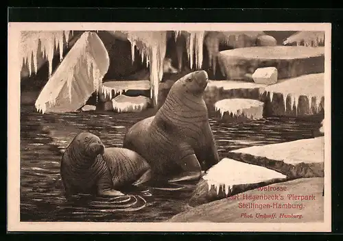 AK Stellingen-Hamburg, Walrosse im Bassin im Tierpark