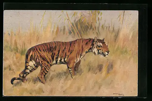 AK Tiger auf der Pirsch in der Steppe