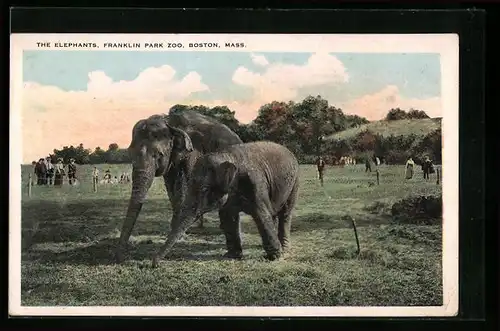 AK Boston, Mass., Elefanten und Besucher im Franklin Park Zoo