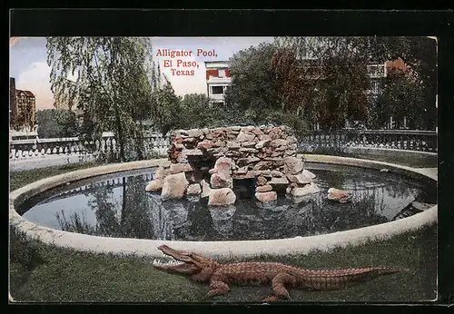 AK El Paso, Texas, Alligator an einem Pool