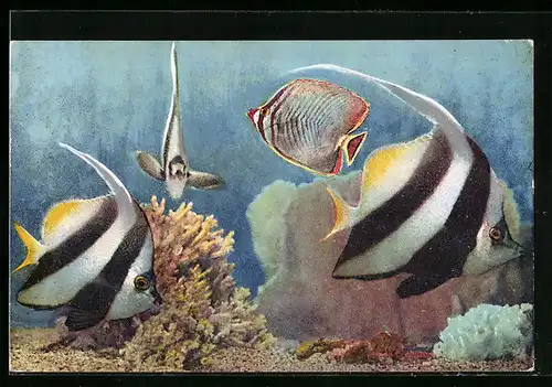 AK Fische im Aquarium de Monaco, Heniochus Makrolepidotus