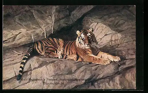 AK Stellingen-Hamburg, Tiger in der Tigerschlucht