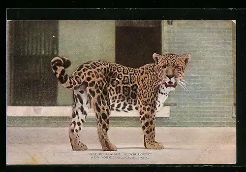 AK New York, Jaguar Senior Lopez im Zoo