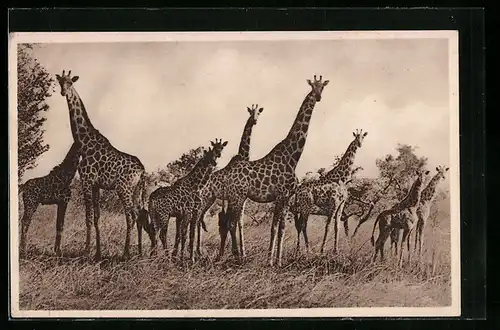 AK Giraffengruppe in der Steppe