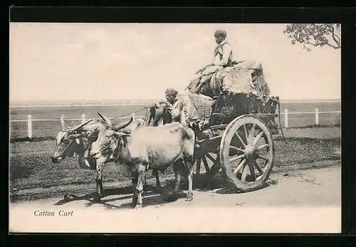 AK Cotton Cart in den USA