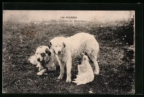 AK Chiens de Motagne, Pyrenäenberghunde mit saugendem Welpen
