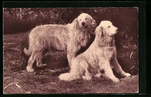 AK Zwei Pyrenäenberghunde auf einer Wiese