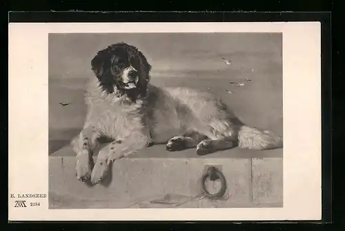 AK Hund auf einem Podest am Meer