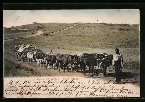 AK South Africa, A Typical Ox Waggon