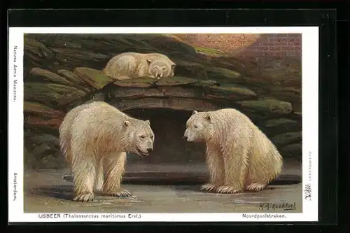 Künstler-AK Nordpoolstreken, Ijsbeer, Eisbären im Gehege