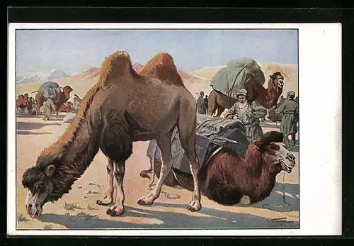 AK Kamel-Karawane bei der Rast