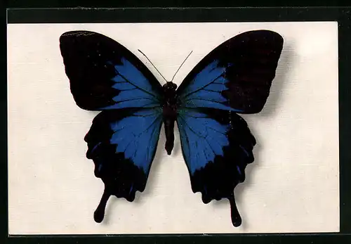 AK Papilio Telegonus, Schmetterling aus Java