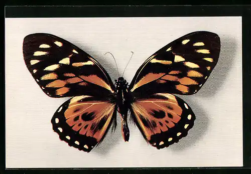 AK Comité National de l`Enfance, Ornithoptera Aruana, Schmetterling
