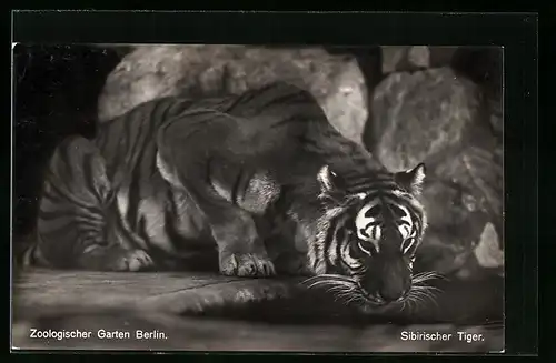 AK Berlin, Sibirischer Tiger im Zoologischen Garten
