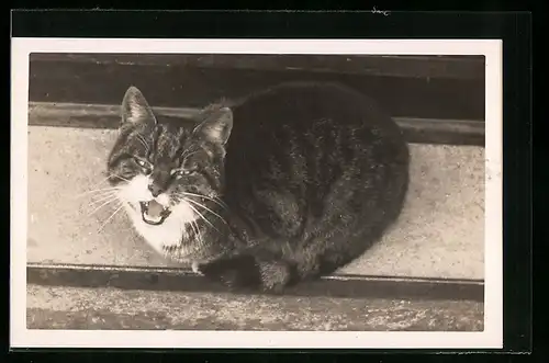 Foto-AK Drohende Katze mit geöffnetem Maul