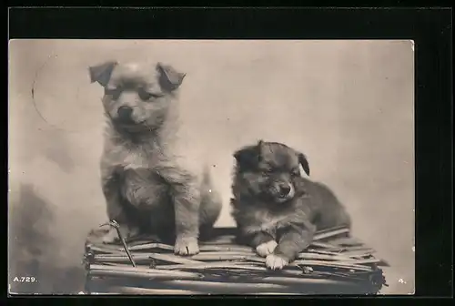 AK Zwei kleine Hunde auf einem Korb