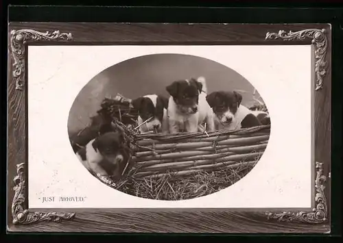 AK Just arrived, Hundewelpen in einem Korb