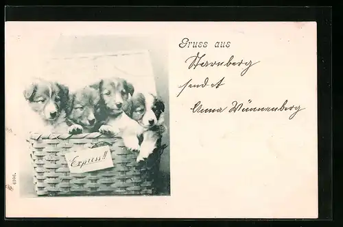 AK Express!!, Hundewelpen in einem Korb