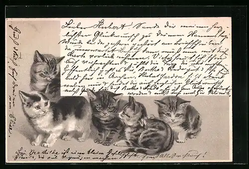 Lithographie Fünf kleine Katzen mit grossen Augen