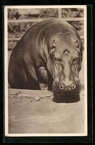 AK Nilpferd im Sonnenschein, Portrait