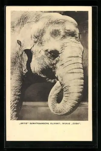 AK Sumatra-Elefantenweibchen Cobra, Portrait