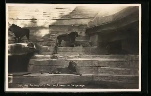 AK Leipzig, Zoologischer Garten, Löwen im Freigehege