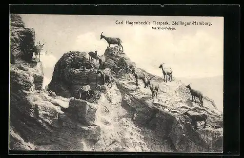 AK Hamburg-Stellingen, Carl Hagenbeck`s Tierpark, Markhor-Felsen