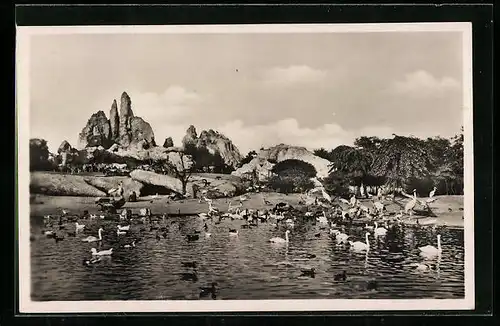 AK Hamburg-Stellingen, Carl Hagenbeck`s Tierpark, Grosser Vogelteich, im Hintergrund die Afrikanische Steppe