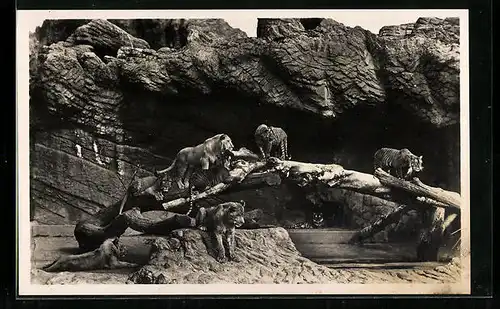 AK Hamburg-Stellingen, Carl Hagenbeck`s Tierpark, Offene Löwenschlucht