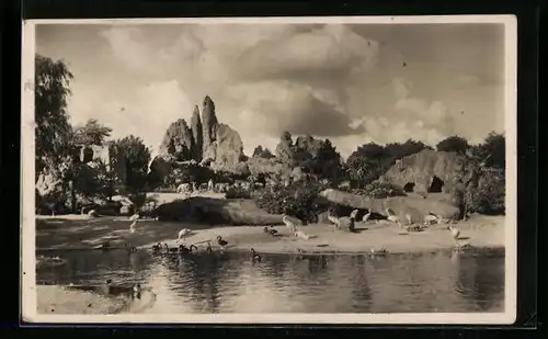 AK Hamburg-Stellingen, Carl Hagenbeck`s Tierpark, Gesamt-Panorama