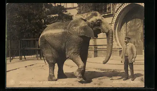 AK Berlin, Zoologischer Garten, Tierpfleger und Elefant