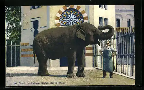 AK Basel, Zoologischer Garten, Elefant mit Tierpfleger