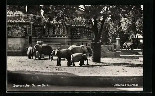 AK Berlin, Zoologischer Garten, Elefanten-Freianlage