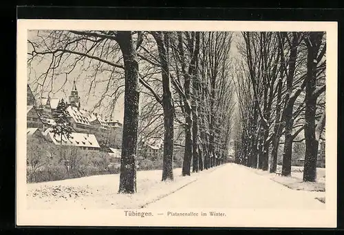 AK Tübingen, Blick in die Platanenallee im Winter