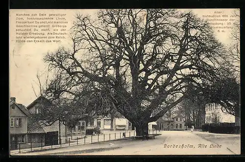 AK Bordesholm, Alte Linde, Strassenpartie