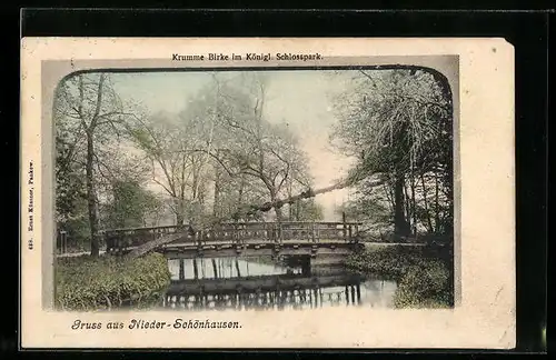 AK Niederschönhausen, Krumme Birke im Schlosspark