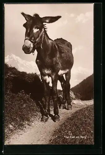 AK Der Esel am Berg